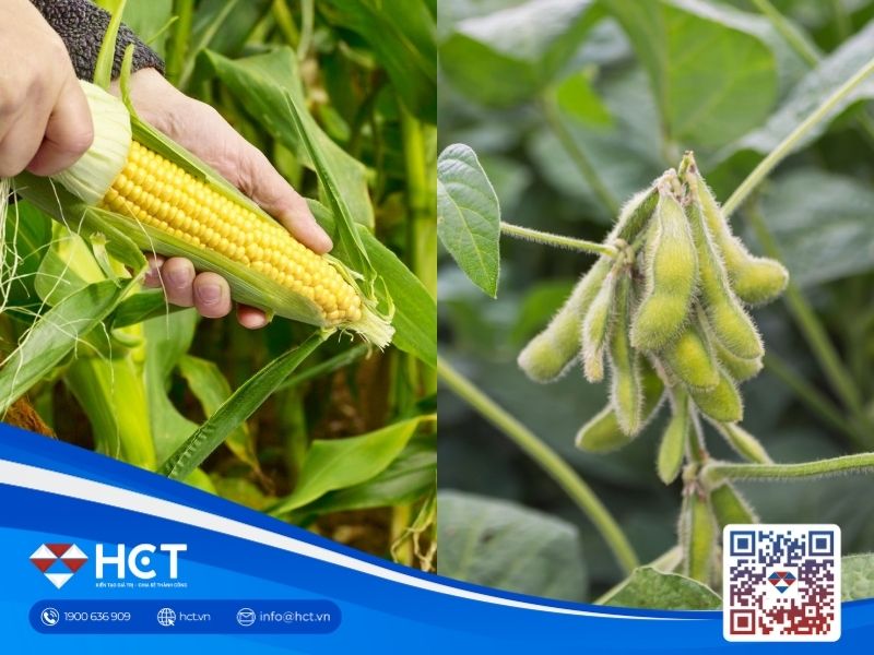 Giá đậu tương và ngô giảm trước những kỳ vọng thu hoạch