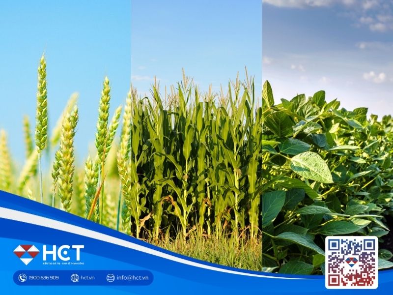 Giá nông sản đồng loạt tăng vào đầu tuần